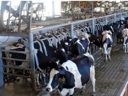 RCEP deal dangerous for dairy | अश्विनी महाजन का ब्लॉगः आरसीईपी समझौता डेयरी के लिए खतरे की घंटी