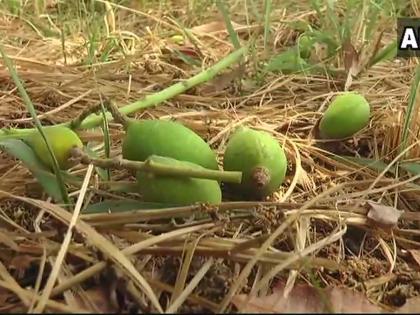 Sudden change weather affects crops, dust storm, more than one-fourth of the mango crop has got ruined | आंधी और बारिश से आम की पैदावार प्रभावित, जानिए क्यूं अचानक बदला मौसम Sudden change weather affects crops, dust storm, more than one-fourth of the mango crop has got ruined | आंधी और बारिश से आम की पैदावार प्रभावित, जानिए क्यूं अचानक बदला मौसम