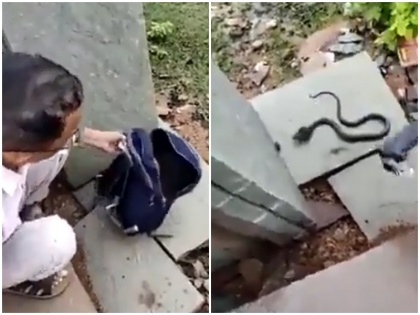 viral Video snake came out of girl student bag at Datia in mp stir between students and teachers | video: स्कूल पहुंची छात्रा के बस्ते से निकला सांप, नागिन को देख छात्रों-शिक्षकों के बीच मचा हड़कंप
