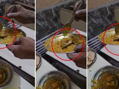 dead rat found paneer dish in Budaun want paneer sabji roti and rice dhaba shocked when plate given watch video | पनीर की सब्जी, रोटी और चावल दो?, ढाबे पर खाना खाने गए, सामने थाली दी तो उड़े होश, देखिए वीडियो