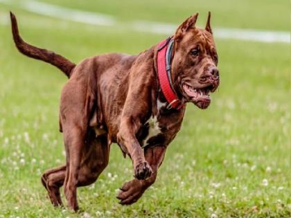 Pitbull breed dogs were prepared only for fighting, know how to become a pet | सिर्फ लड़ने के लिए तैयार किए गए थे पिटबुल नस्ल के कुत्ते, जानिए कैसे बने पालतू