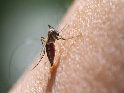 Dengue fever treatment at home: 10 things to do and not to do during dengue fever for better recovery | Dengue fever treatment at home: डेंगू बुखार से जल्दी ठीक होने के लिए क्या करें और क्या नहीं, जानिये 10 बातें