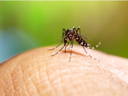Dengue havoc continues in Bihar, 2813 positive dengue patients in the state so far | बिहार में डेंगू का कहर जारी, राज्य में अब तक डेंगू के 2813 पॉजिटिव मरीज