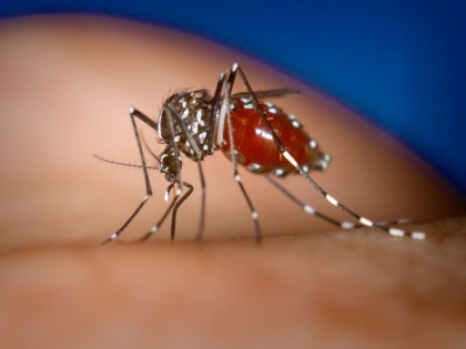 131 malaria and 69 dengue cases in delhi this season | दिल्ली में डेंगू से इस साल पहली मौत, मलेरिया के 131, डेंगू के 69 मामले आए सामने