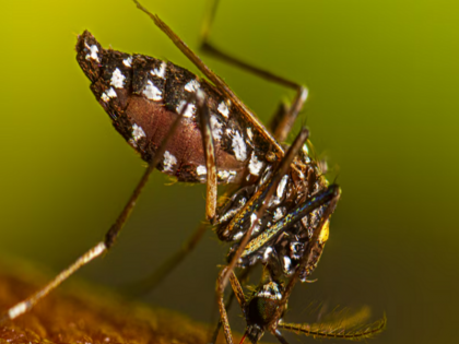 Dengue prevention tips How to identify dengue mosquito Know how to avoid this dangerous disease | Dengue prevention tips: डेंगू मच्छर की पहचान कैसे करें? जानें इस खतरनाक बीमारी से बचने का तरीका Dengue prevention tips How to identify dengue mosquito Know how to avoid this dangerous disease | Dengue prevention tips: डेंगू मच्छर की पहचान कैसे करें? जानें इस खतरनाक बीमारी से बचने का तरीका