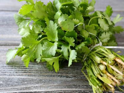 amazing health benefits of eating green coriander | कामेच्छा बढ़ाने के साथ-साथ आपको ये 7 फायदा पहुंचाता है हरा धनिया