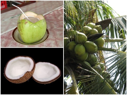 Do not throw coconut husks as useless it gives benefit from dangerous diseases like piles cholera | बेकार समझकर न फेंके नारियल के छिलके और जटे, बवासीर और हैजा जैसी खतरनाक बीमारियों से दिलाता है फायदा