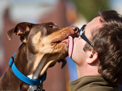 Do you also kiss your pet then know these important things experts refuse to love them in this condition | क्या आप भी अपने पालतू जानवर को चूमते हैं तो जान लें यह जरूरी बातें, जानिए एक्सपर्ट्स पेट्स से किस तरीके से प्यार करने को करते हैं मना