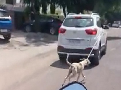 Jodhpur Dog cruelty video, FIR registerd against a doctor after viral video of tied dog with car | जोधपुर: कुत्ते को कार में बांधकर सड़क पर घसीटता रहा शख्स, वीडियो वायरल होने के बाद एफआईआर दर्ज