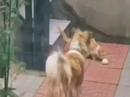 a video from china viral on social media dog share his food with hungry cat | Viral Video: एक भूखी बिल्ली को कुत्ते ने दे दिया अपना खाना, वीडियो में कैद हुआ ये हैरान करने वाला नजारा