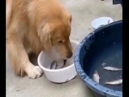 Dog saving fish video goes viral on social media | बिन पानी तड़प रही थी मछली, कुत्ते ने ऐसे बचाई जान, देखिए ये वायरल वीडियो