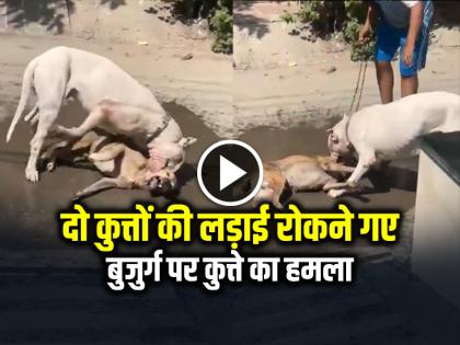 Dog Attack Elderly Man in Noida Village Video Goes Viral | 2 कुत्तों की लड़ाई रोकने गए, बुजुर्ग पर कुत्ते का हमला, देखें वायरल वीडियो