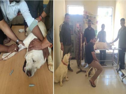 Madhya Pradesh: For the first time a dog donated blood to save the life of a fellow dog | मध्य प्रदेश: पहली बार कुत्ते ने साथी कुत्ते की जान बचाने के लिए किया ब्लड डोनेट