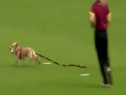 Ireland women cricket when dog started running with ball on cricket ground video viral | बल्लेबाज ने मारा शॉट तो गेंद लेकर भागने लगा कुत्ता, दौड़ते रहे फील्डर, मजेदार वीडियो वायरल