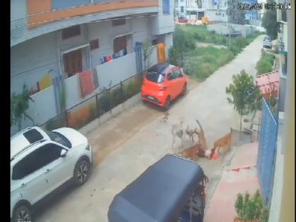watch Dog Attack Video child was playing outside the house when he was attacked by a pack of dogs injured In Telangana’s Sangareddy | WATCH: घर के बाहर खेल रहा था बच्चा, तभी कुत्तों के झुंड ने किया हमला; जख्मी हुआ मासूम