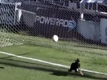 dog saves goal in argentina third division match video goes viral | फुटबॉल मैच में कुत्ते ने बचाया गोल, ये मजेदार वीडियो देख छूट जाएगी आपकी भी हंसी