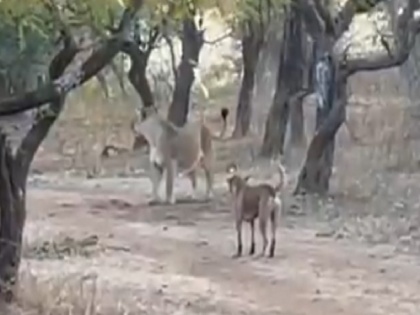 Stray dog fights lioness in gujrat gir forest viral video internet reaction | अकेले कुत्ते का सामना जब जंगल में शेरनी से हुआ, मुसीबत में कुत्ते ने कुछ ऐसा किया कि भाग खड़ी हुई शेरनी, देखें वीडियो
