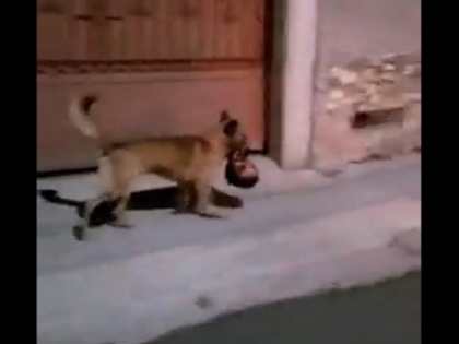 Dog running on street with human head in its mouth in Mexico, video goes viral | वीडियो: इंसानी कटा हुआ सिर मुंह में दबाए सड़क पर दौड़ रहा था कुत्ता, जानिए क्या है पूरा मामला