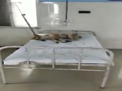 Dog rolling on patient's bed in madhya pradesh ratlam hospital Congress taunts worrisome health system video viral | VIDEO: अस्पताल में मरीज के बिस्तर पर लोट रहे है कुत्ते, कांग्रेस ने तंज कसते हुए कहा, ‘‘ चिंताजनक स्वास्थ्य व्यवस्था’’