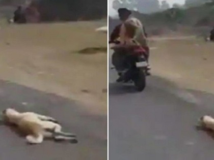 gujrat surat bike two people tied dog a rope dragged video viral social media one arrested | कुत्ते को रस्सी से बांधकर बाइक सवारों ने सड़क पर घसीटा, एक अरेस्ट, दूसरा फरार