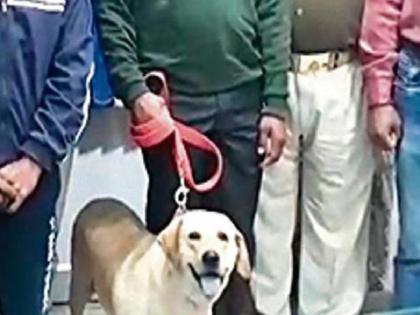 Dog helps track down UP Azamgarh rape-murder of 5 year old girl suspect in 20 minutes | खोजी कुत्ते ने सिर्फ 20 मिनट में रेप- हत्या के आरोपी को निकाला खोज, 5 साल की बच्ची के साथ मकान मालिक के बेटे ने की थी हैवानियत