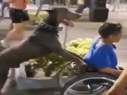Dog rounded seated on wheel chair owner latest dog video viral on internet | व्हील चेयर पर बैठे मालिक को कुत्ते ने घुमाया पूरा बाजार, लोग हुए हैरान, देखें वीडियो