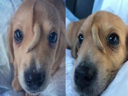 Pic of pup dog Narwhal with extra tail on its forehead goes viral | 'माथे पर पूंछ' वाला कुत्ता सोशल मीडिया पर वायरल, जमकर शेयर की जा रही तस्वीरें 