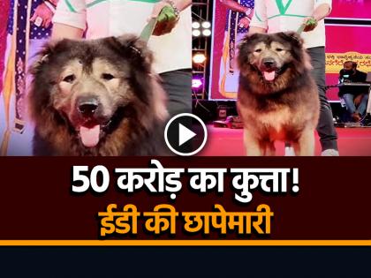 Dog worth 50 crores! ED raids bengaluru man after his claim of buying costliest wolfdog rs fifty crore | 50 करोड़ का कुत्ता!, ईडी की छापेमारी में चौंकाने वाला खुलासा...