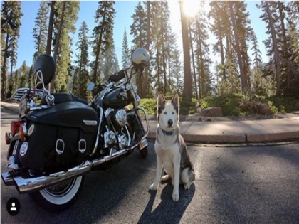 The bike dog Sox goes for a ride with his owner on a motorcycle, populer on instagram | VIDEO: इस कुत्ते के इंस्टाग्राम पर हैं हजारों फॉलोअर्स, लाइफस्टाइल देख रह जाएंगे दंग