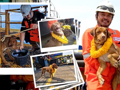 Oil rig workers rescue dog swimming 220 kms away from coast | समंदर में गिरने के बाद 220Km तैरता रहा कुत्ता, जान बचाने वालों ने ऐसे जताई खुशी