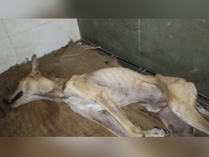 five destitute dogs attacked acid mouth badly injured animals died in agony against accused Ujjain | पांच बेसहारा कुत्तों के मुंह में तेजाब डाला, बुरी तरह घायल जानवर दर्द से तड़प कर मरे, आरोपियों के खिलाफ आक्रोश