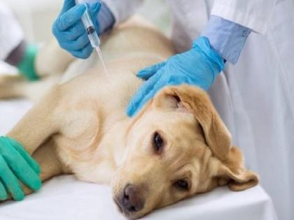 Peshmakar fixed in to heart of a dog by doctors at greater kailash in delhi | भारत में पहली बार हुआ ऐसा, हार्ट अटैक से बचाने लिए डॉग के दिल में फिट किया बच्चों वाला पेसमेकर