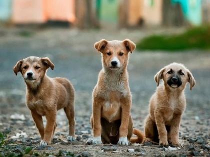 Street dogs also have the right to live and eat, Delhi High Court's decision | गली के कुत्तों को भी सम्मान के साथ जीने और खाने का अधिकार : दिल्ली हाईकोर्ट