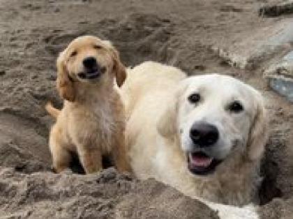 It is absolutely true that in Srinagar there is one dog for every 13 people on the road | जम्मू-कश्मीर: यह पूरी तरह से सच है कि श्रीनगर में 13 इंसानों पर एक कुत्ता है सड़क पर It is absolutely true that in Srinagar there is one dog for every 13 people on the road | जम्मू-कश्मीर: यह पूरी तरह से सच है कि श्रीनगर में 13 इंसानों पर एक कुत्ता है सड़क पर