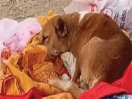 Loyal dog sitting hungry and thirsty on the cremation ground for 4 days in bihar | बिहार: मालकिन की मौत के 4 दिनों तक श्मशान घाट पर भूखा-प्यासा बैठा रहा वफादार कुत्ता, स्वामिभक्ति देख लोग भी हैरान