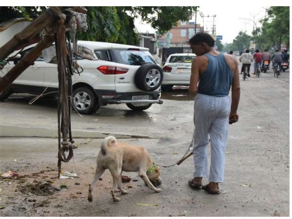 we have decided to keep the licence fee for owning a dog at Rs 5,000 says Mayor of Ghaziabad Asha Sharma | अब कुत्ता रखने के लिए हर साल वसूले जाएंगे 5000 रुपये, पार्कों में शौच करवाने वालों पर लगेगा 500 रुपये का जुर्माना