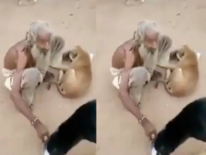 a poor old man drinking milk to dogs presenting example of humanity video viral on internet | पहनने के कपड़े नहीं लेकिन कुत्तों को पिला रहे हैं दूध, मानवता की मिसाल पेश कर रहे इस बुजुर्ग का वीडियो वायरल