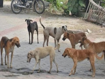 haridwar Stray dogs seriously injured four-year-old child scratching his waist, hands and legs, injured child admitted in Rishikesh AIIMS, condition critical | आवारा कुत्तों ने चार साल के बच्चे को कमर, हाथ और पैरों को नोंच-नोंच कर गंभीर रूप से घायल किया, घायल बालक ऋषिकेश एम्स में भर्ती, हालत नाजुक