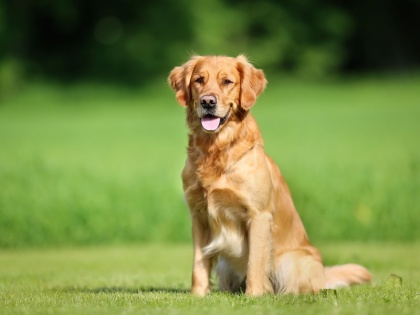 Covid 19 Dogs smell environment 10000 times better than humans detect many diseases including corona and malaria revealed study | Covid 19: कुत्ते सूंघ लेते हैं वातावरण को, सूंघने की क्षमता मानव से 10000 गुणा बेहतर, कोरोना और मलेरिया सहित कई बीमारी को पता लगाया, अध्ययन में खुलासा