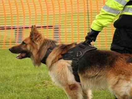 18 month old sniffer dog doberman java detected 6 accused of murder woman within 30 minutes | 18 महीने के खोजी कुत्ते ने 30 मिनट के अंदर 6 कातिलों को ढूंढ निकाला, रेप के बाद महिला की कर दी थी हत्या