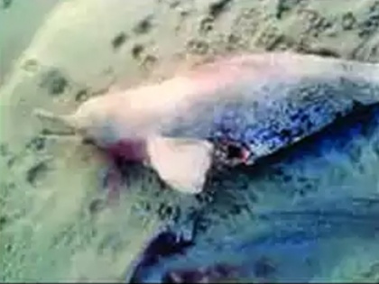 Meerut: Dolphin found dead with harpoon wound in Hastinapur | मेरठः 'मछली पकड़ने के दौरान धोखे से हुई थी डॉल्फिन की मौत', पोस्टमार्टम में ये बात आई सामने 