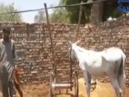 Donkey Arrested On Charge of Gambling in Pakistan, FIR Also Filed Against It Titter trolled | पाकिस्तान में एक गधे को किया गया गिरफ्तार, आरोप जानकर आएगी हंसी, यूजर्स बोले- तो अब देश कौन चलाएगा?