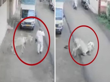 donkey in maharashtra Kolhapur attacked old man local rescued viral video | Video: महाराष्ट्र के कोल्हापुर में गधे ने बुजुर्ग पर किया हमला, बीच सड़क पर शख्स को पैरों से कुचलता रहा जानवर