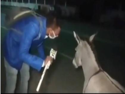 in bihar a reporter take donkey interview with a deep massage viral on social media | कोरोना महामारी के बीच गधे का इस रिपोर्टर ने लिया 'इंटरव्यू', पूछा- तुम मास्क क्यों नहीं पहनते, देखिए वीडियो in bihar a reporter take donkey interview with a deep massage viral on social media | कोरोना महामारी के बीच गधे का इस रिपोर्टर ने लिया 'इंटरव्यू', पूछा- तुम मास्क क्यों नहीं पहनते, देखिए वीडियो