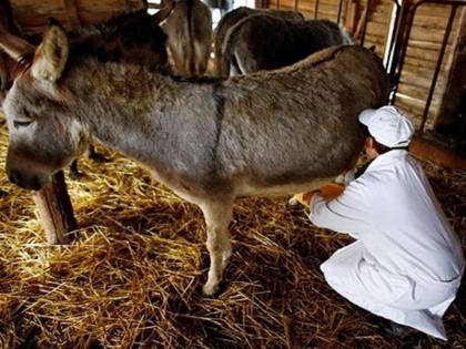 First donkey farm in Karnataka man got orders worth 17 lakh for donkey milk | सॉफ्टवेयर कंपनी की नौकरी छोड़ कर्नाटक के शख्स ने शुरू किया गधों का फार्म, गधी के दूध के मिले ₹17 लाख के ऑर्डर