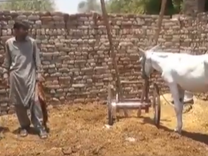 Pakistan:police arrested Donkey for gambling with 8 human perpetrators. | पाकिस्तान: पुलिस का कमाल, जुआ खेलने वाला गधा गिरफ्तार, वीडियो देख हंसी नहीं रोक पाएंगे आप