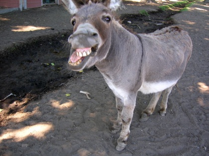 donkey killed buffalo in sasaram rohtas deman fir against donkey and owner | बिहार: गधे की लात से भैंस ने तोड़ा दम, गधा और उसके मालिक के खिलाफ FIR की मांग