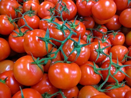 do not eat too much tomatoes can cause joint pain allergy issues health tips in hindi | Winter Diet Tips: सर्दियों में ज्यादा टमाटर खाने से करें परहेज, बढ़ सकती है जोड़ों में दर्द और एलर्जी की समस्या, जानें इसके 4 नुकसान