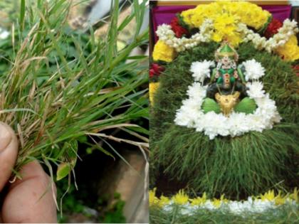 Surprising health benefits of doob durva grass | असाध्य रोगों में राम बाण है पूजा में इस्तेमाल होने वाली दूब घास Surprising health benefits of doob durva grass | असाध्य रोगों में राम बाण है पूजा में इस्तेमाल होने वाली दूब घास