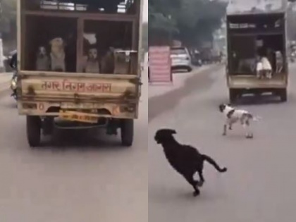 watch biker sets free dogs being carried in agra nagar nigam van | नगर निगम की गाड़ी से अवारा कुत्ते हुए 'नौ दो ग्यारह', पीछे से आ रहे व्यक्ति की कारस्तानी ने दिया मौका